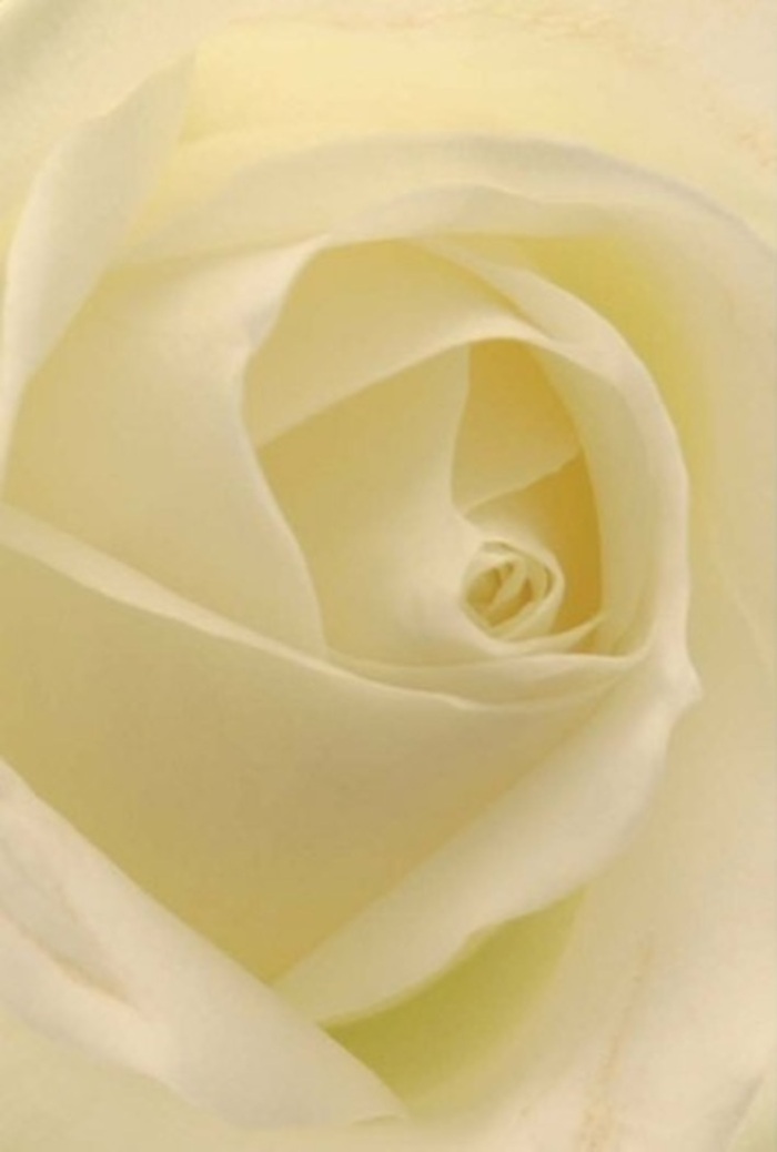 At close range, the classic white rose reveals its innermost secrets-a layering of cream and purest ivory petals that seem to glow from within, much like the mellow sunlight found in Tufnell Park's hidden green corners. Each petal unfurls with the assurance of nature's design, their outlines soft yet precise, their textures matte and silken beneath gentle illumination. Subtle shadows play among the spirals, enhancing the sense of depth and inviting a moment's quiet contemplation. This rose, with its near-perfect symmetry and muted elegance, is the kind of bloom chosen for the most heartfelt moments-a declaration of love at a neighbourhood wedding, a graceful apology, or an understated centrepiece at an intimate gathering. As a Tufnell Park florist, I see in this flower a symbol of honest beauty and resilience, offered fresh for same-day delivery to any address from Lady Somerset Road to Tufnell Park Gardens. Its imagined fragrance is crisp and soothing, a reminder that even the simplest flowers can bring peace, clarity, and meaning into our daily lives.